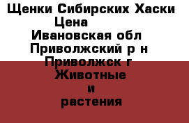 Щенки Сибирских Хаски › Цена ­ 8 000 - Ивановская обл., Приволжский р-н, Приволжск г. Животные и растения » Собаки   . Ивановская обл.